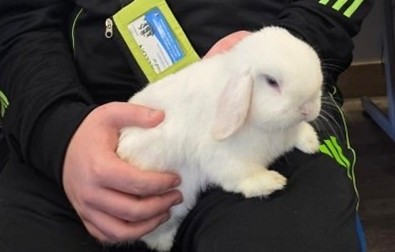 A small white rabbit